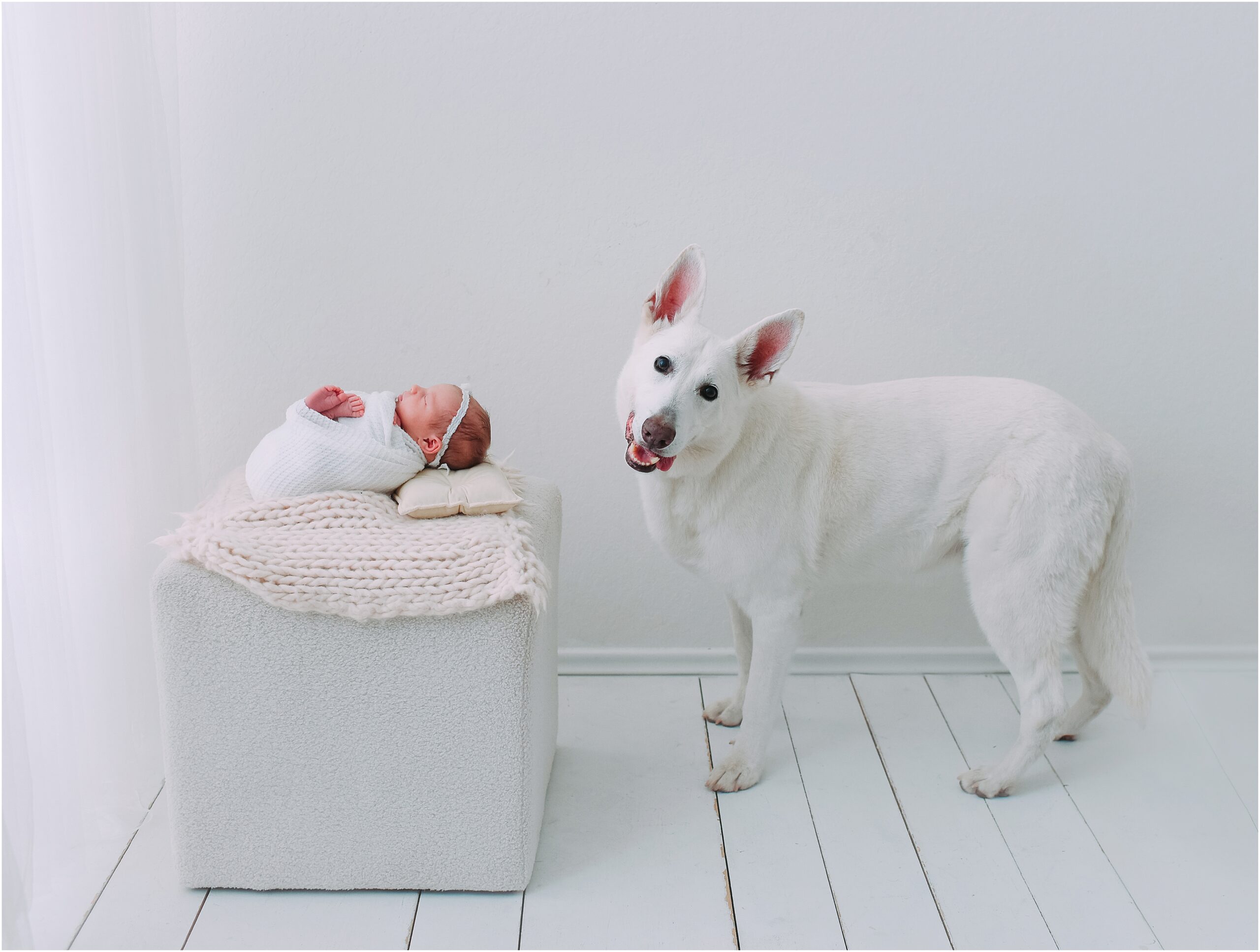 san antonio photographer captures dog with newborn baby in viral photo
